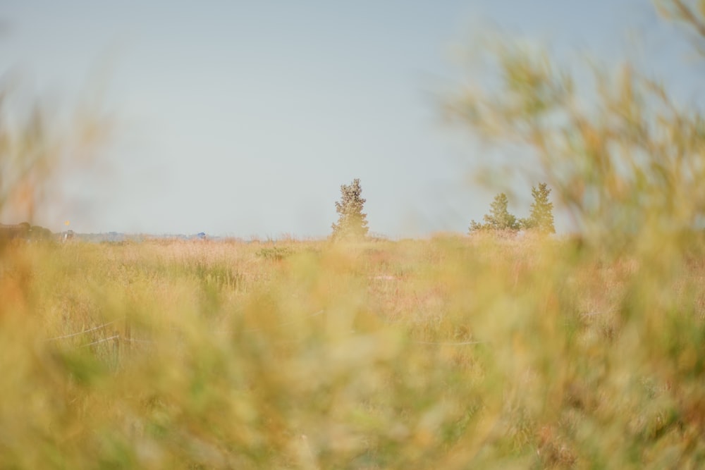 brown grass field during daytime