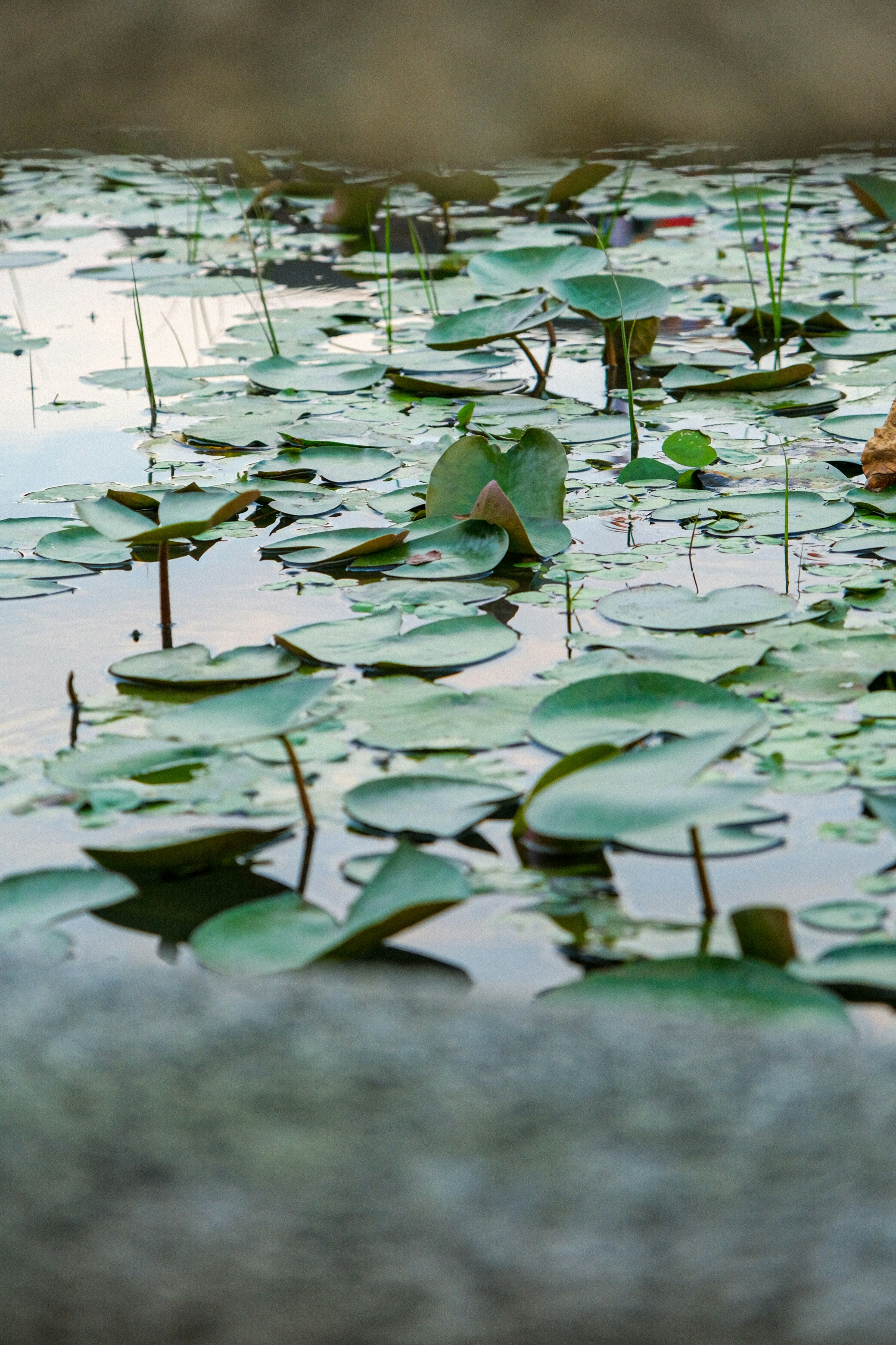 Photo by pangmaozhuan