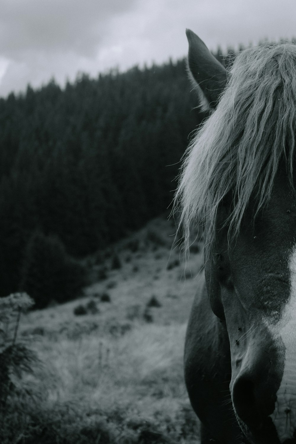 grayscale photo of horse eating grass