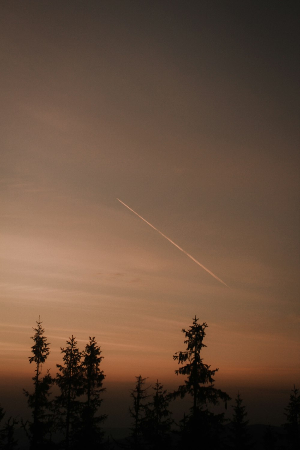 silhouette of trees during sunset