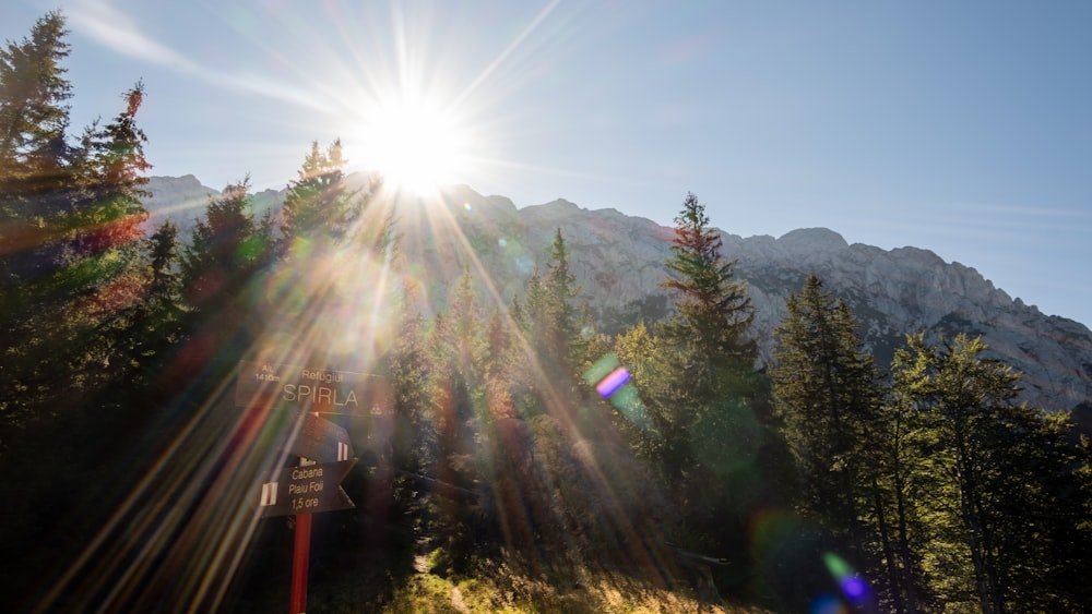 green trees on mountain under blue sky during daytime