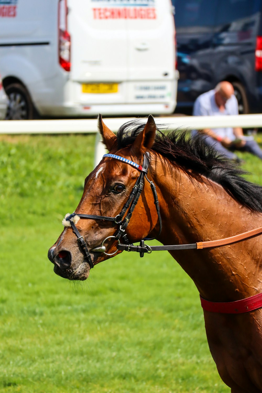 brown horse on green grass field during daytime