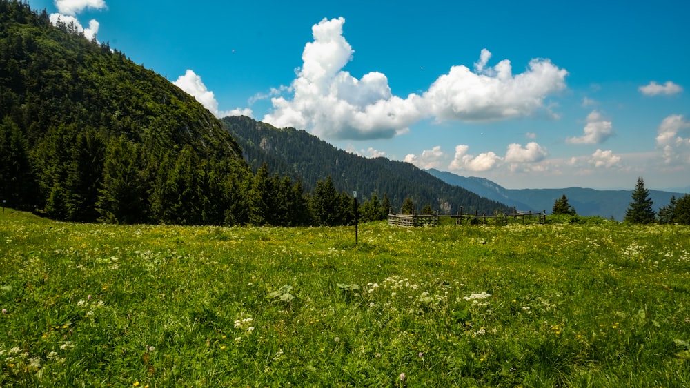 green grass field near green trees and mountain under blue sky during daytime