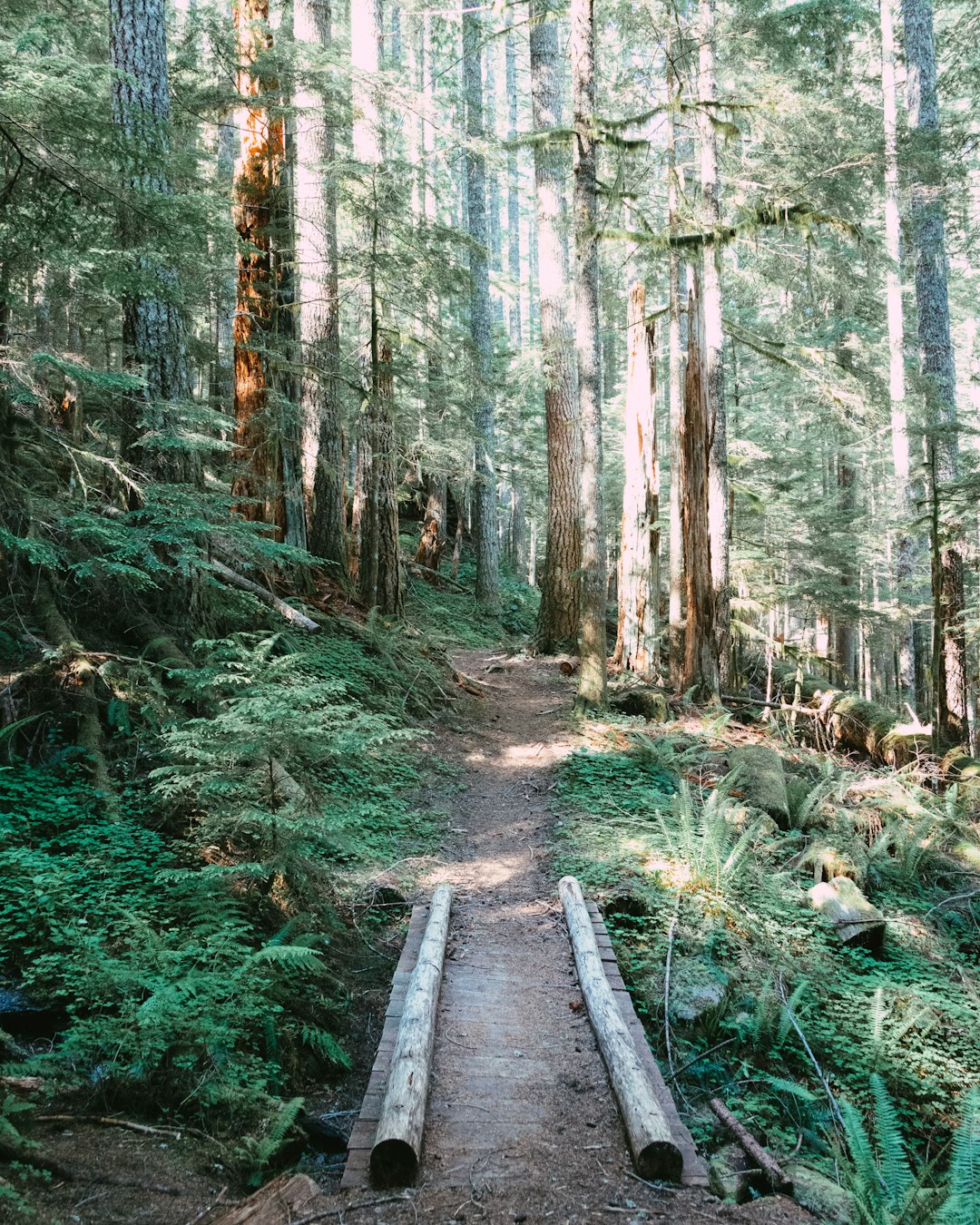 brown wooden bridge in the woods