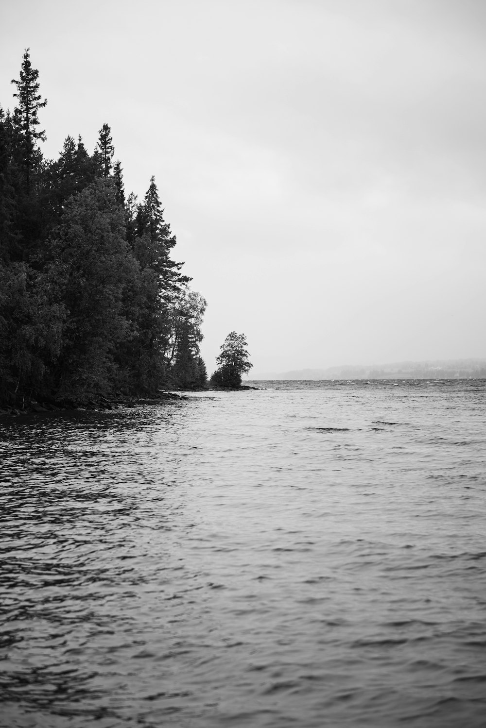 grayscale photo of trees near body of water