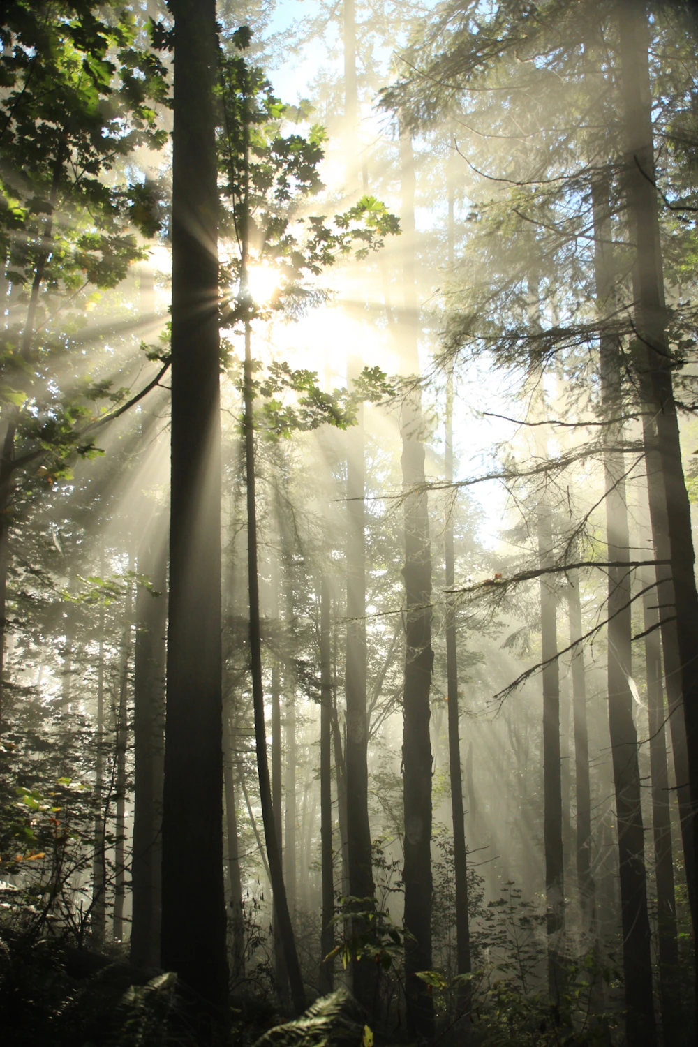 Soft sunlight filtering through a misty forest