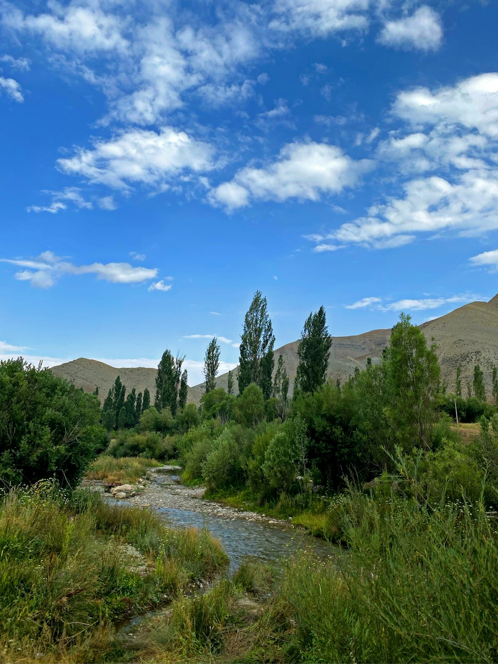 árvores verdes perto da montanha sob o céu azul durante o dia