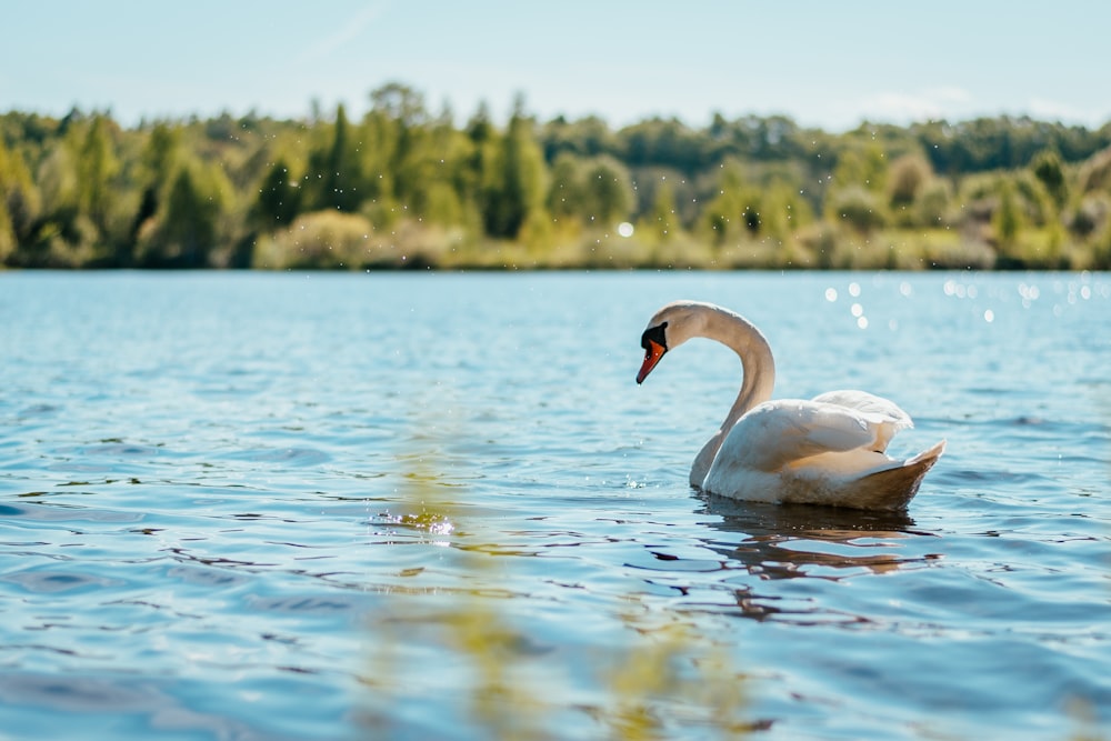 Cisne blanco en el agua durante el día