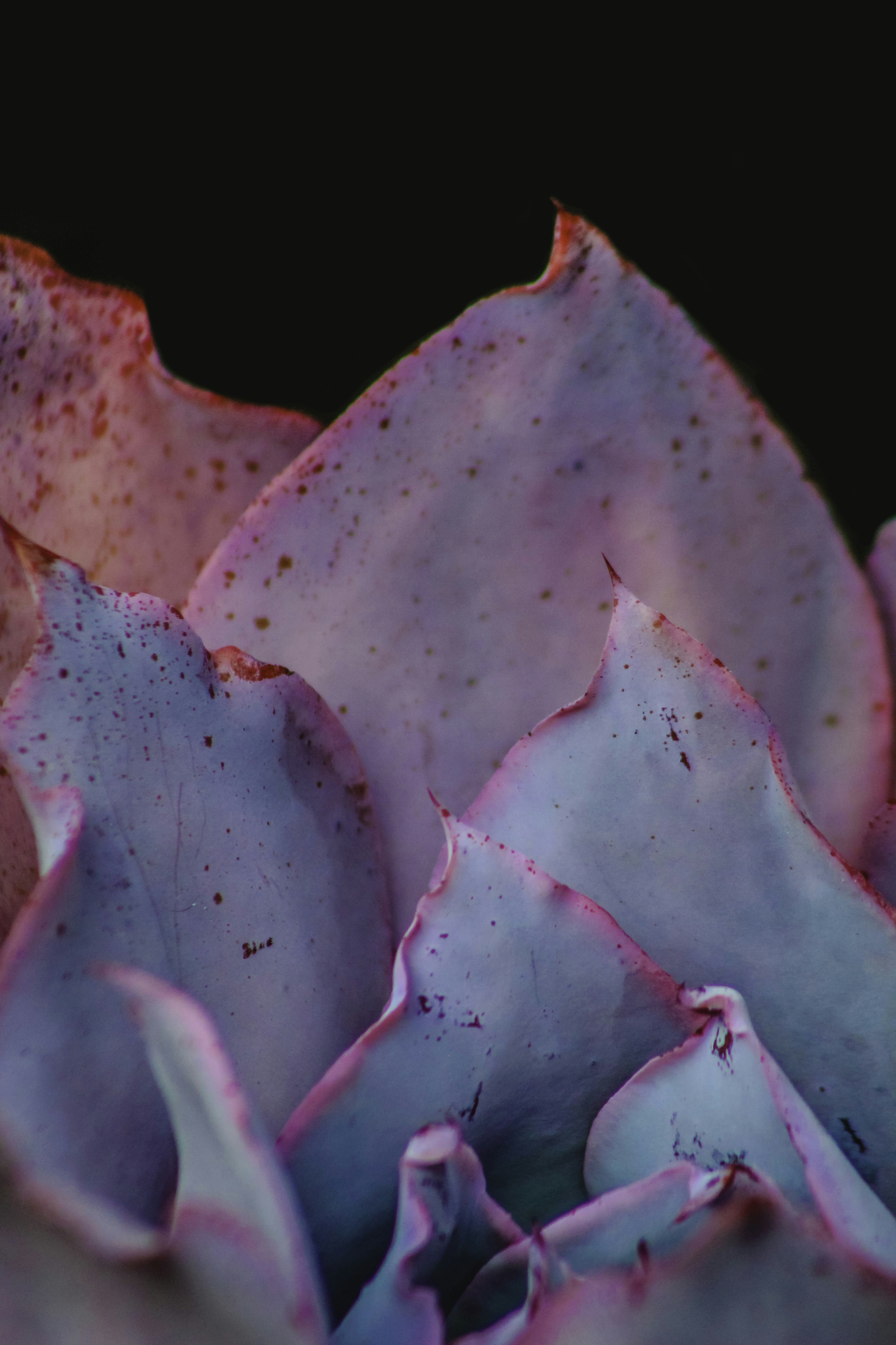 Rare crested succulent - Close-up of intricate details and vibrant colors at private nursery