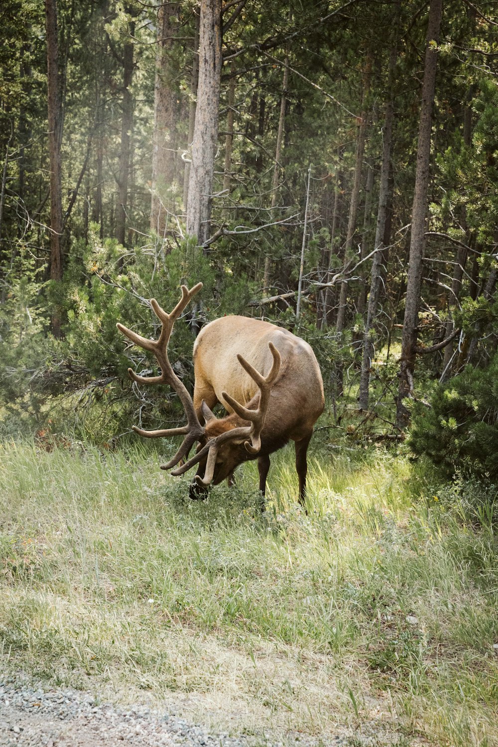 brown deer on green grass field during daytime