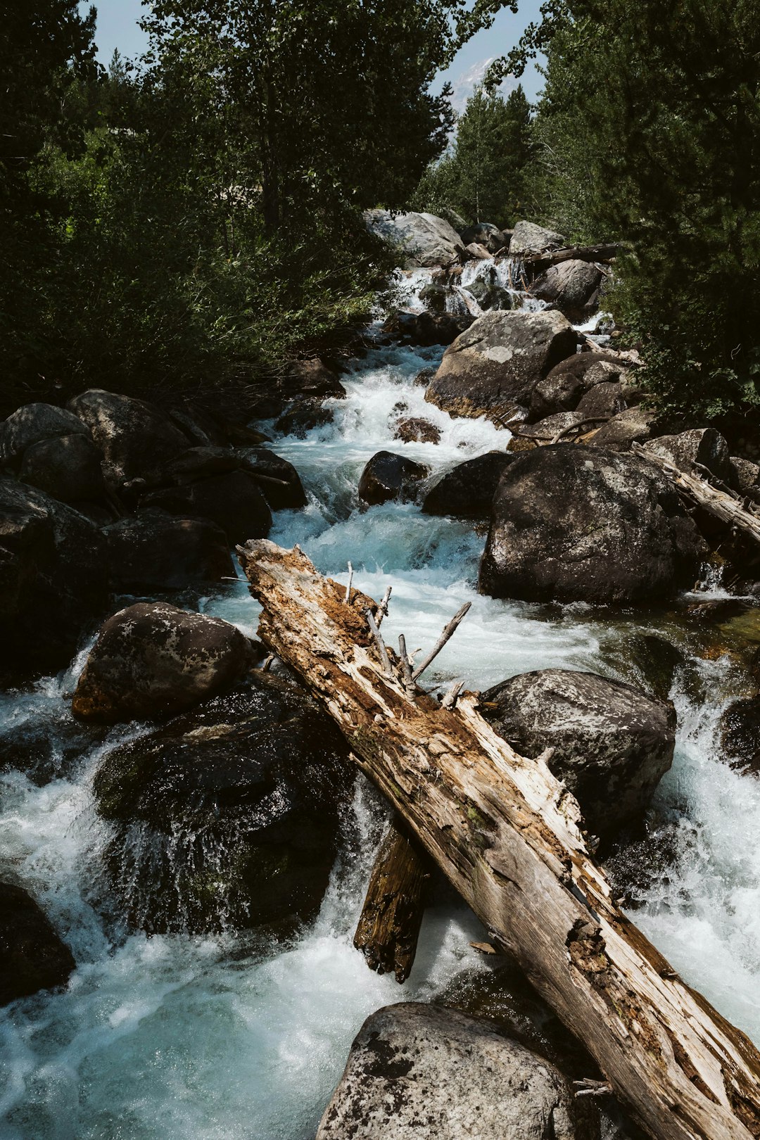 brown wood log on river