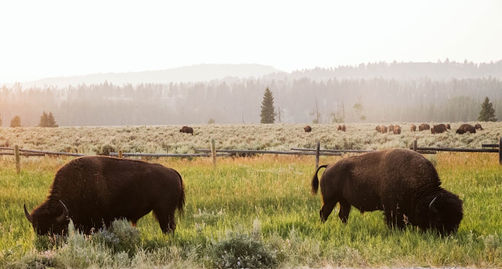 Bisons bruns sur un champ d’herbe verte pendant la journée