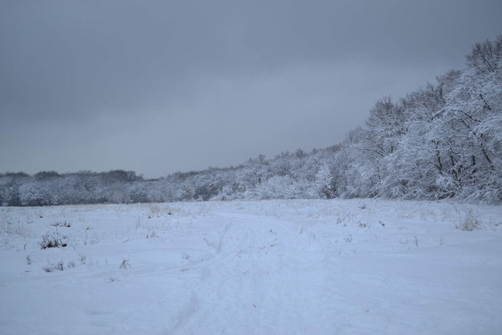 snow covered field and trees