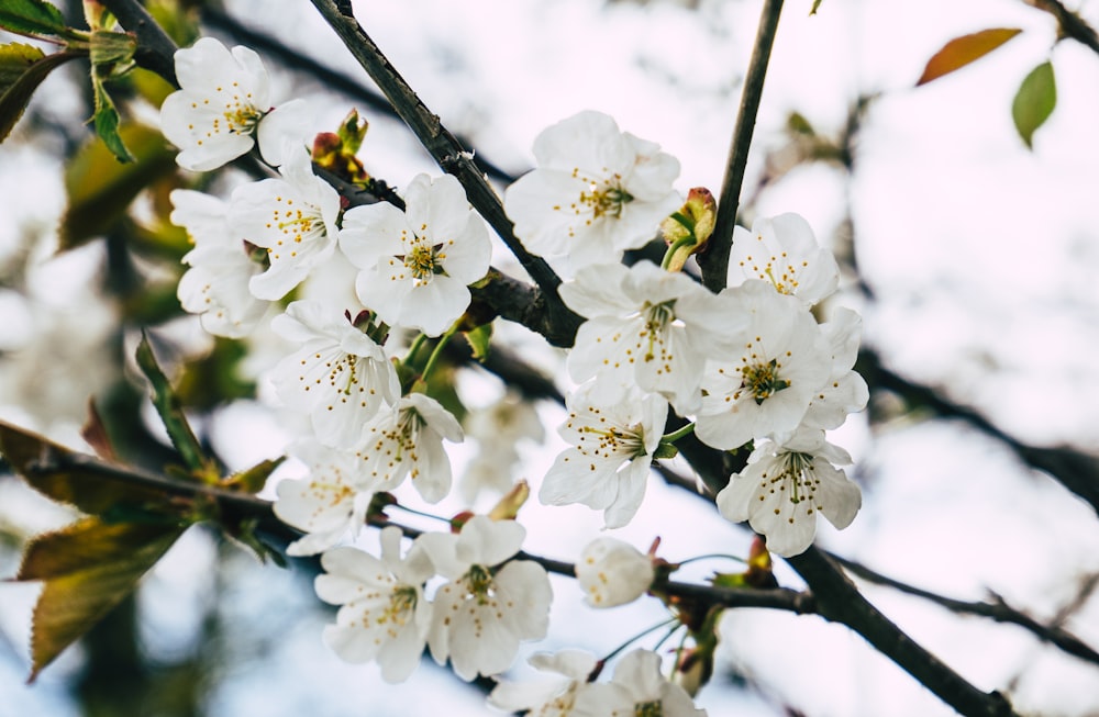 white cherry blossom in close up photography