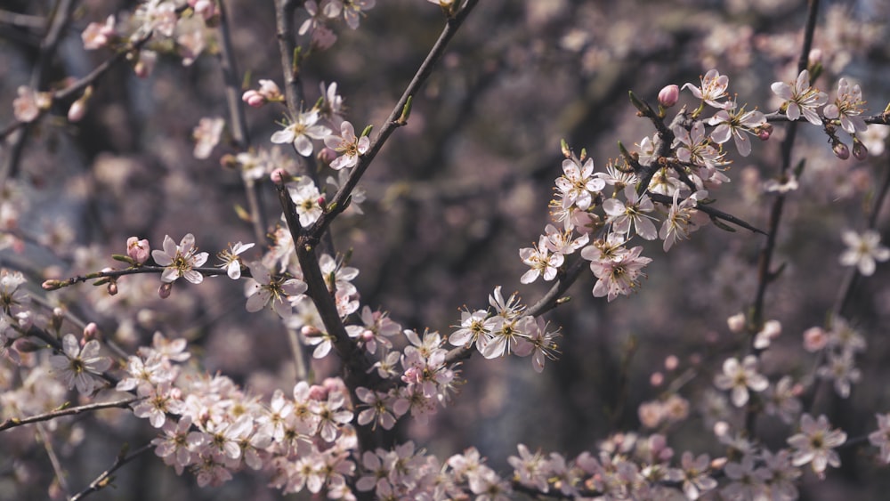 white flowers in tilt shift lens