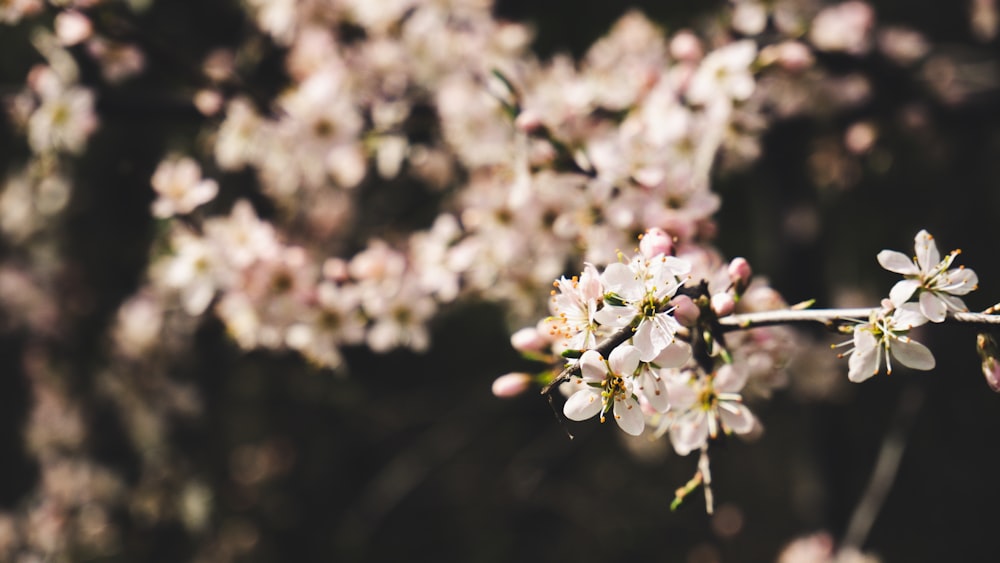 white and pink cherry blossom in close up photography