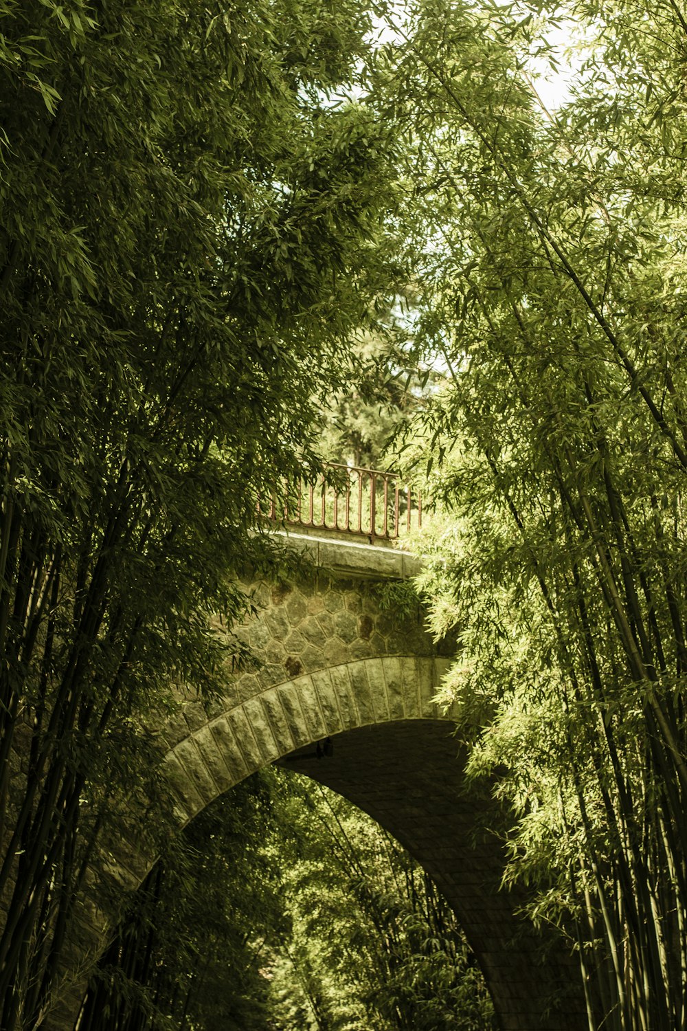 Árboles verdes en un puente de hormigón marrón