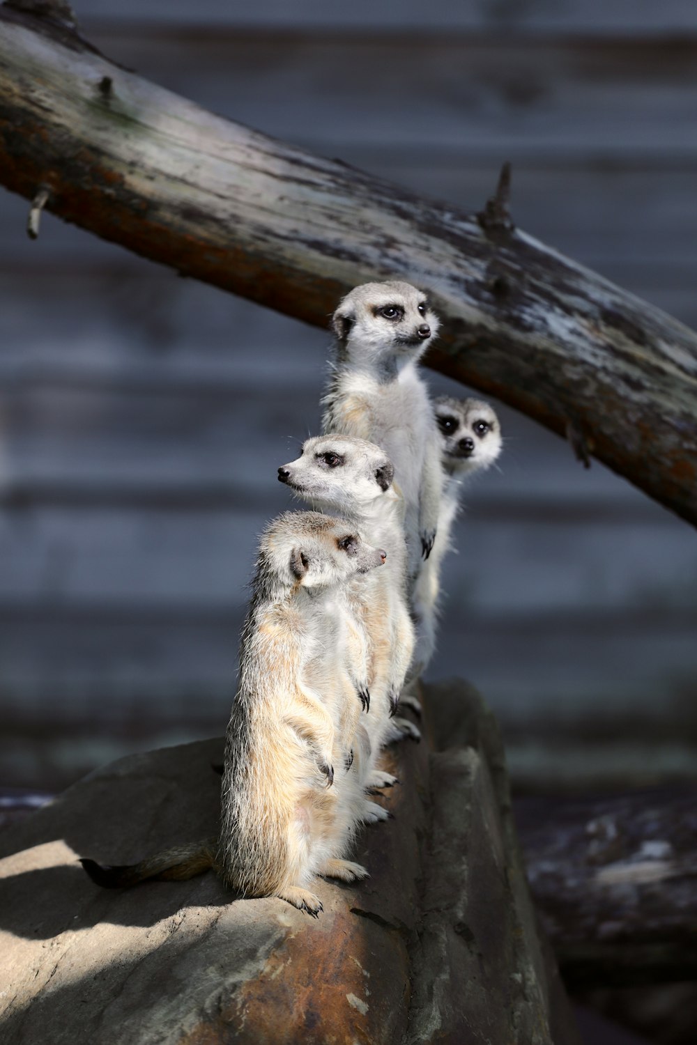 white and brown animal on brown tree branch during daytime