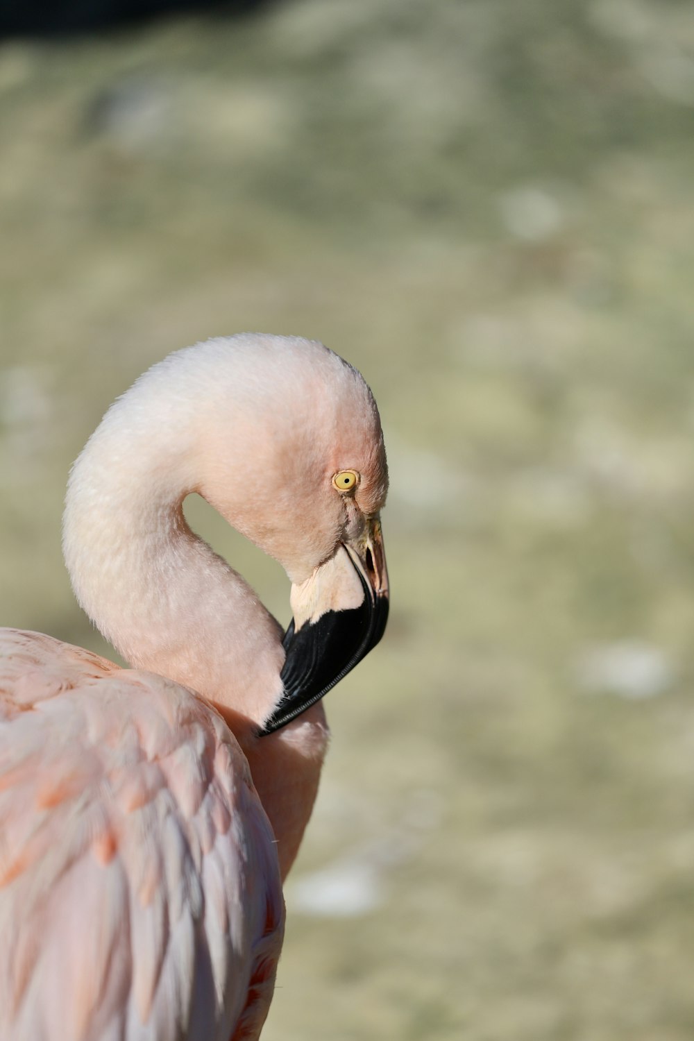 pink flamingo on water during daytime