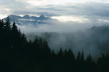 Moody coastal rainforest with towering cedar trees shrouded in mist under overcast skies.