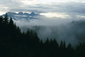 Moody coastal rainforest with towering cedar trees shrouded in mist under overcast skies.