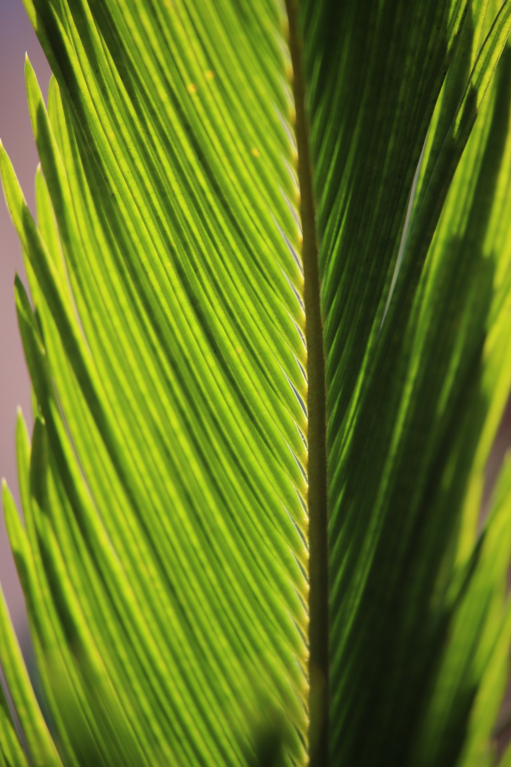 green leaf in close up photography