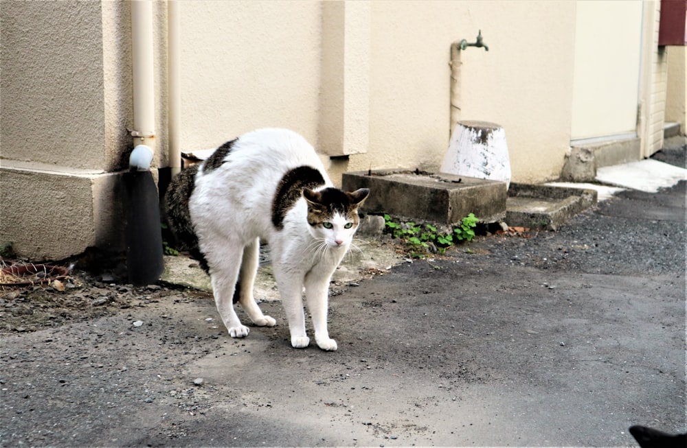 white and black cat on gray concrete floor