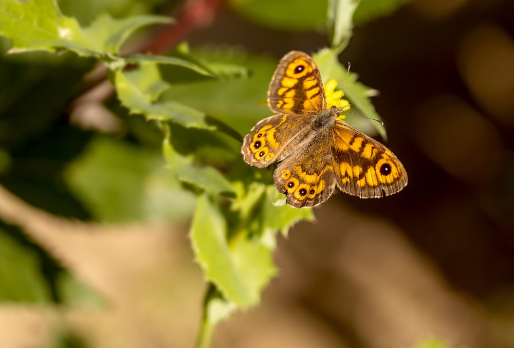 Mariposa marrón y negra posada en una planta verde durante el día