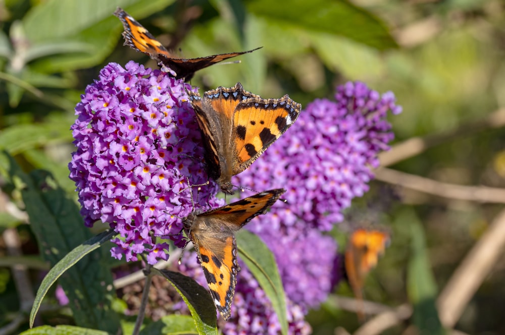 brown and black butterfly on purple flower