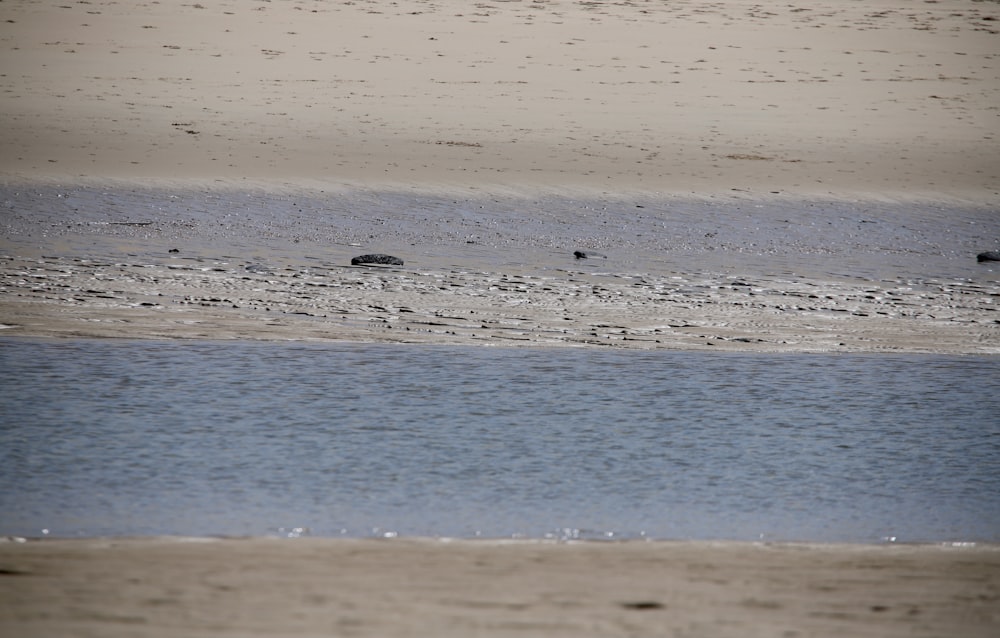 brown sand near body of water during daytime