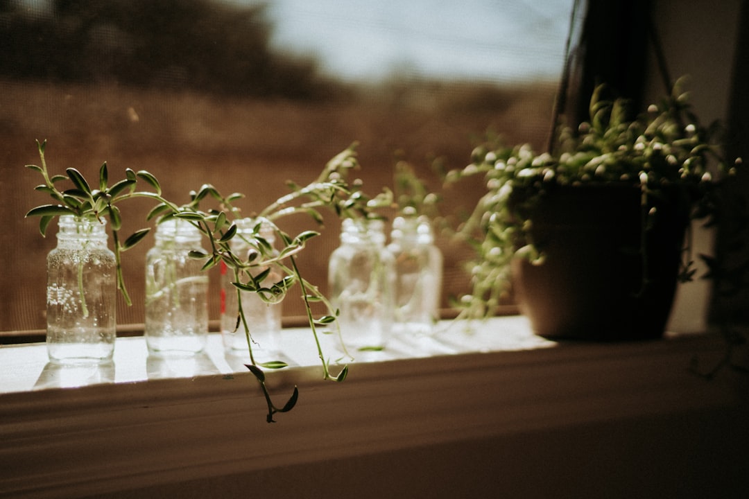 green plant on brown clay pot