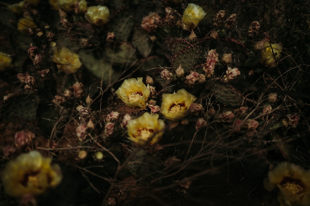 yellow flowers with green leaves