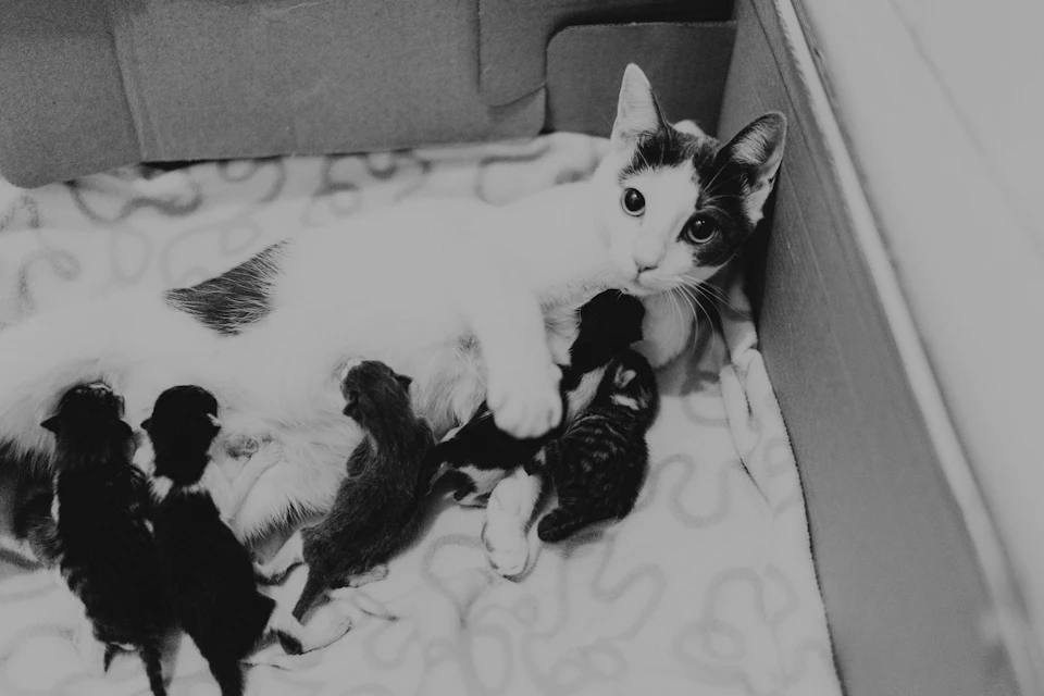The image depicts a black and white scene featuring a cat lying on its back, with two kittens nestled against it. The mother cat is laying down, providing warmth and comfort to her young ones. The kittens are positioned close together, suggesting a strong bond between the mother and her offspring.