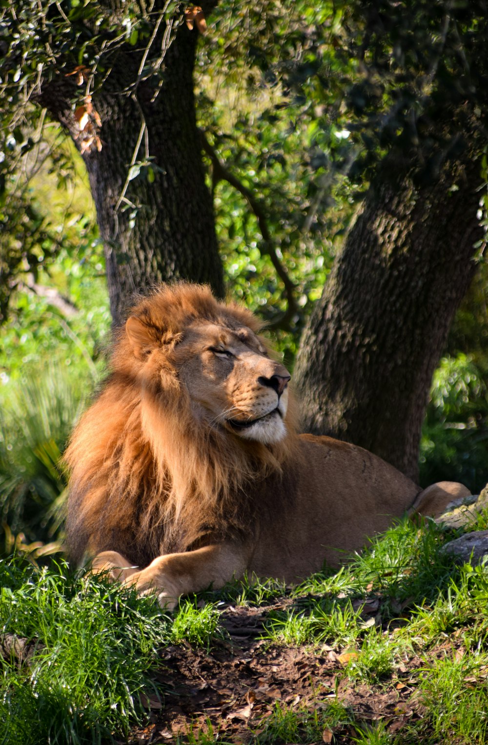 昼間は緑の芝生に横たわるライオン