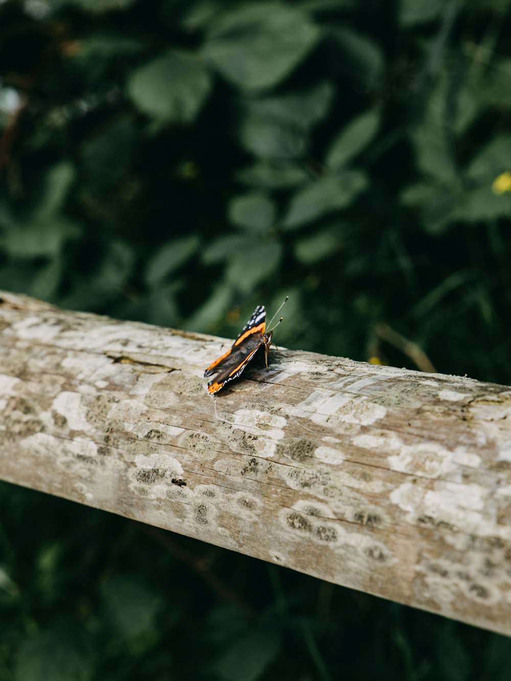 black and brown butterfly on brown wooden plank