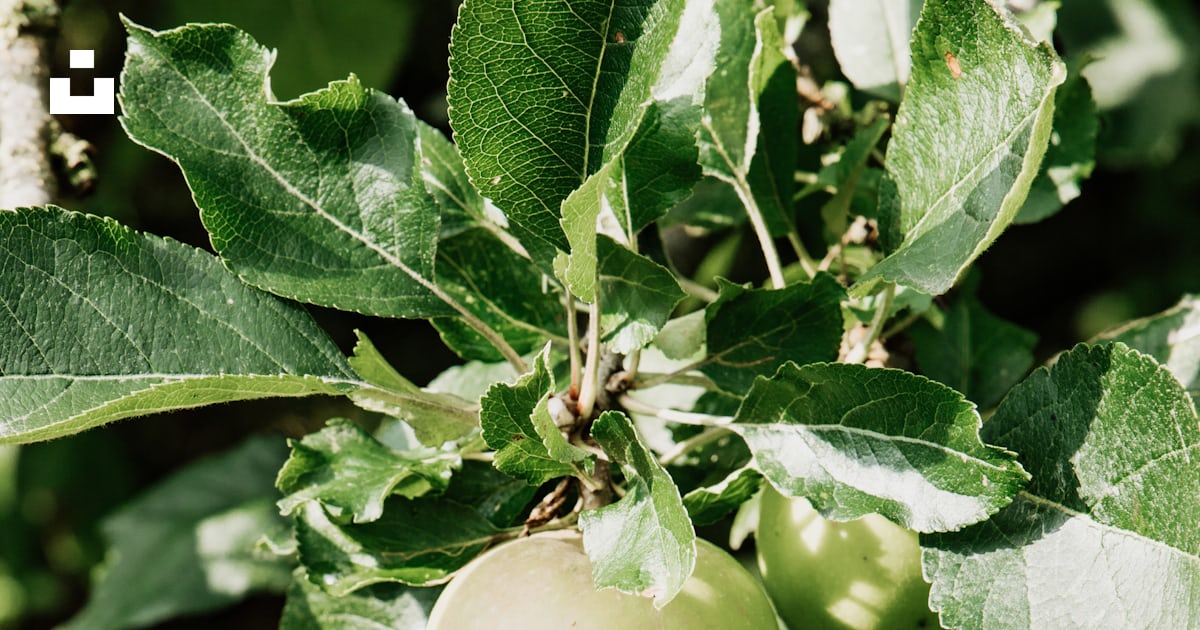 Fruit rond vert sur arbre photo – Photo Plante Gratuite sur Unsplash