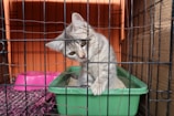 A gray kitten is in a pet cage, leaning its head through the bars with a curious expression. It is standing in a green litter tray. The cage has an orange background, and there is a pink feeding bowl nearby. The flooring of the cage is lined with a patterned fabric.
