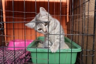 A gray kitten is in a pet cage, leaning its head through the bars with a curious expression. It is standing in a green litter tray. The cage has an orange background, and there is a pink feeding bowl nearby. The flooring of the cage is lined with a patterned fabric.