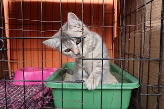 A gray kitten is in a pet cage, leaning its head through the bars with a curious expression. It is standing in a green litter tray. The cage has an orange background, and there is a pink feeding bowl nearby. The flooring of the cage is lined with a patterned fabric.
