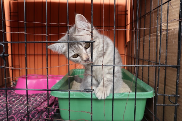 A gray kitten is in a pet cage, leaning its head through the bars with a curious expression. It is standing in a green litter tray. The cage has an orange background, and there is a pink feeding bowl nearby. The flooring of the cage is lined with a patterned fabric.