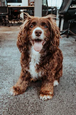 A joyful dog scratching its nails on the TrendVault board in a bright living room.