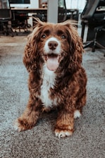 A happy dog playing in a spacious pet boarding facility.
