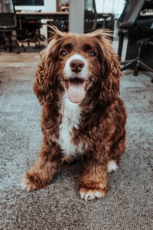 brown and white long coat small dog sitting on grey concrete floor during daytime