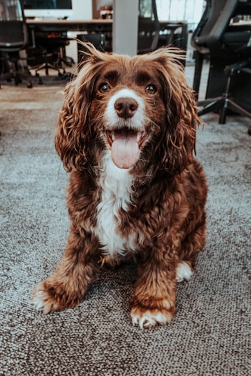 A friendly dog sitting beside networking equipment in a cozy office setting.