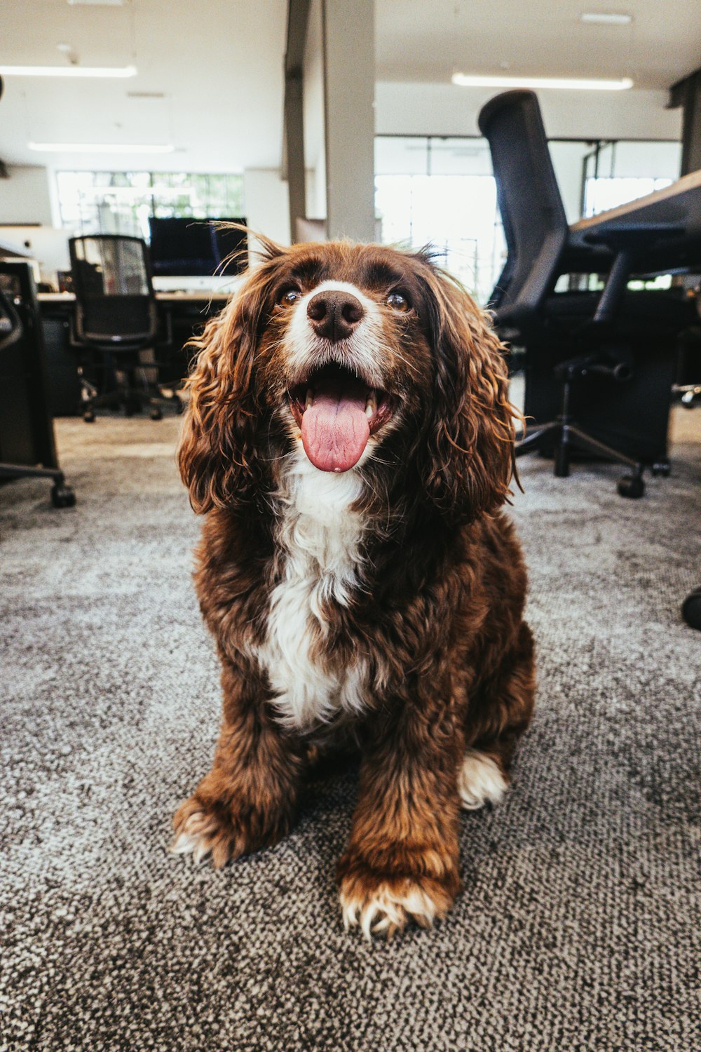 brown and white long coat small dog sitting on grey concrete floor