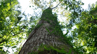 low angle photography of green tree during daytime
