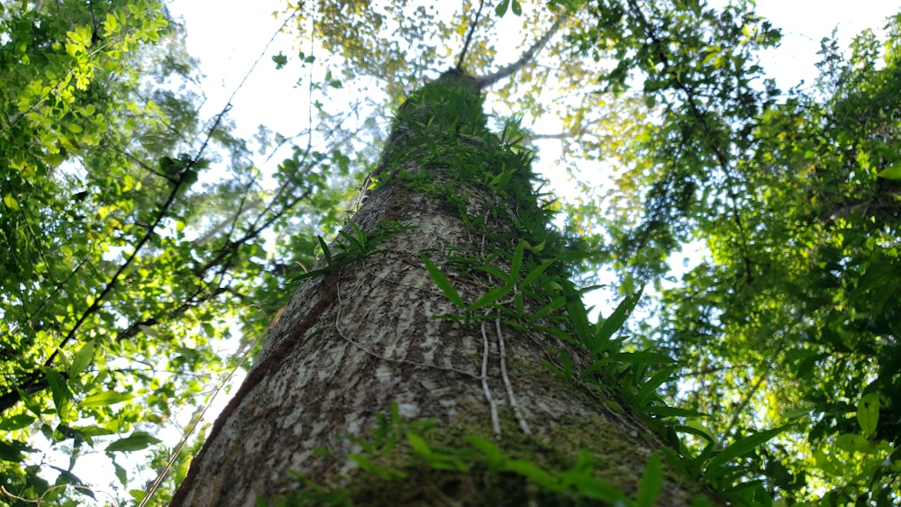Photographie en contre-plongée d’un arbre vert pendant la journée