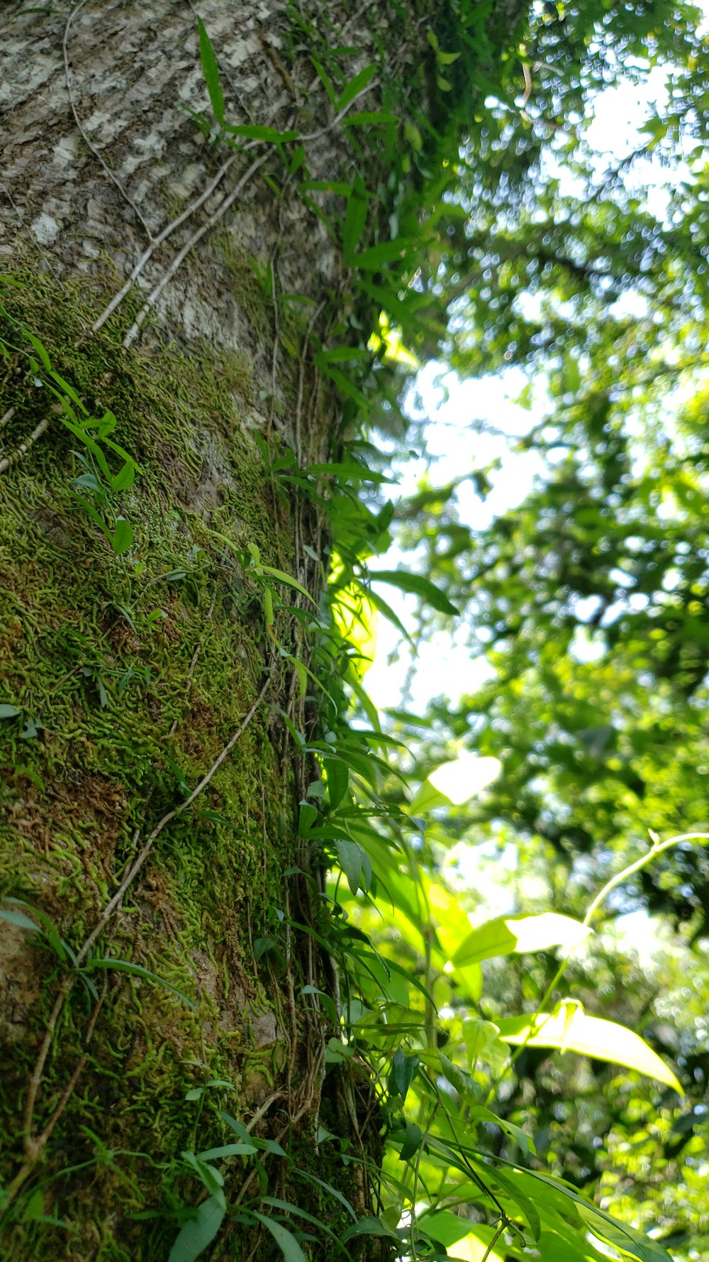 feuilles vertes sur tronc d’arbre brun