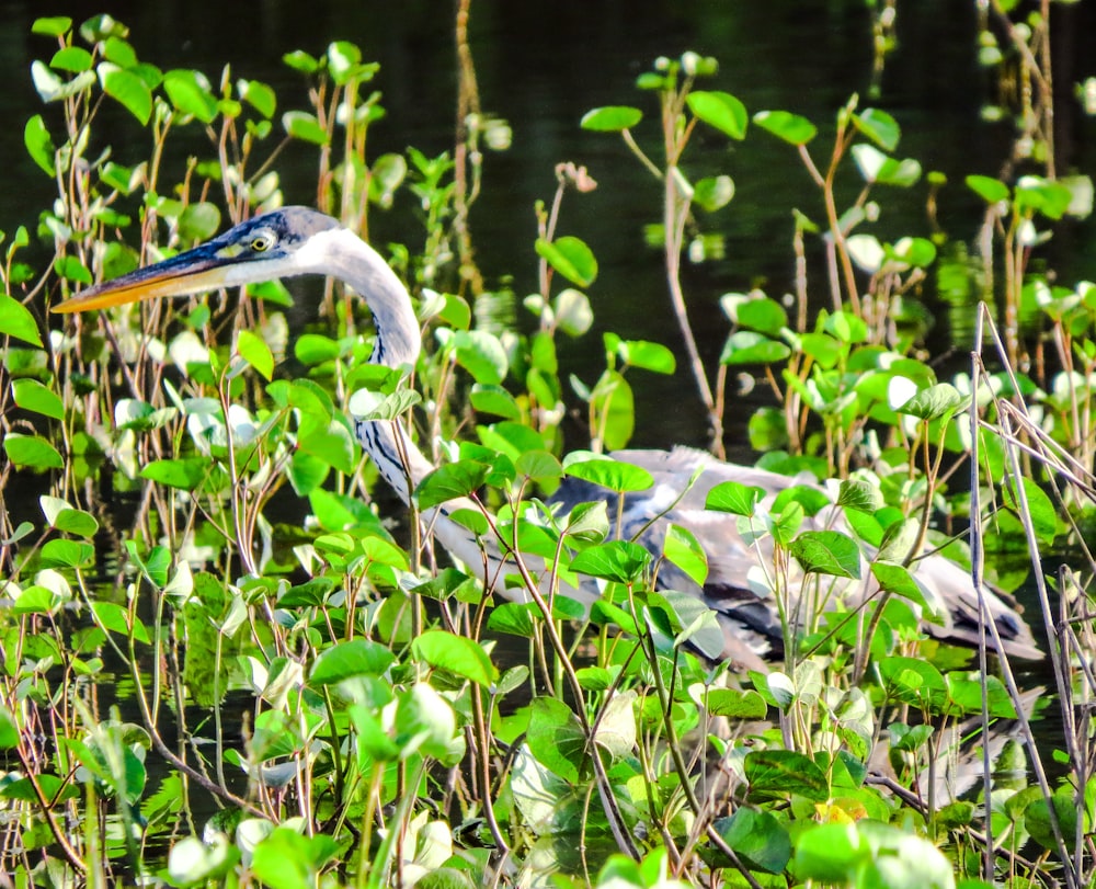 grey crowned crane on green plant