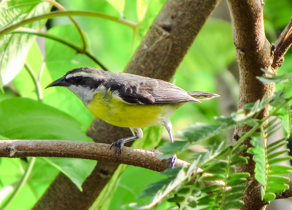 yellow black and white bird on brown tree branch during daytime
